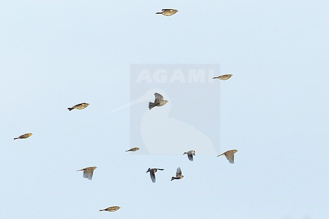Mixed winter flock in Germany with Corn Buntings, Yellowhammer and Mealy Redpoll's stock-image by Agami/Ralph Martin,