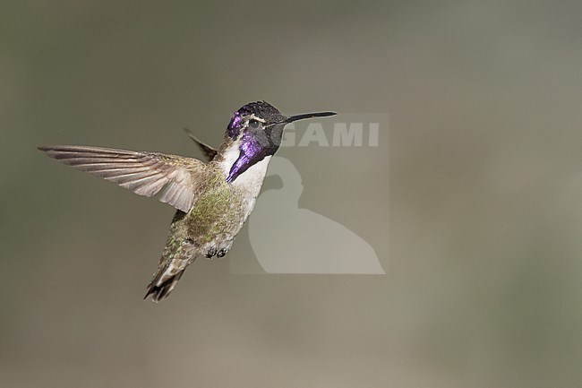 Adult male
Riverside Co., CA
April 2022 stock-image by Agami/Brian E Small,