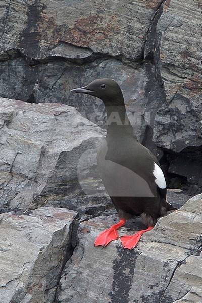 Black Guillemot (Cepphus grylle) perched on a cliff off Newfoundland, Canada. stock-image by Agami/Glenn Bartley,