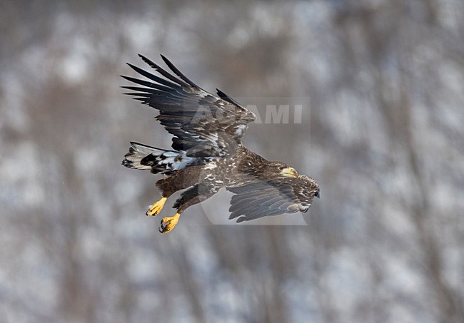 Zeearend onvolwassen landend; White-tailed Eagle immature landing stock-image by Agami/Marc Guyt,