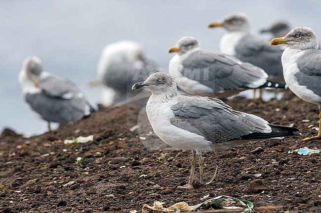 2nd Atlantic Islands Gull sitting on the dump station of Corvo. October 2016. stock-image by Agami/Vincent Legrand,