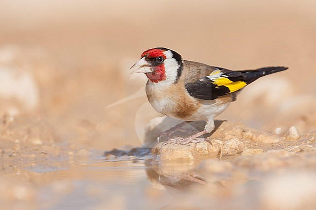 European Goldfinch, Putter,  Carduelis carduelis ssp. balcanica, Croatia, adult male stock-image by Agami/Ralph Martin,