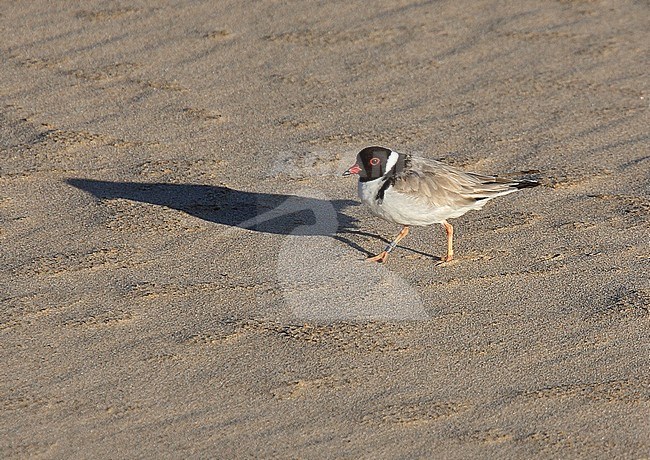 Hooded Dotterel, Thinornis cucullatus stock-image by Agami/Andy & Gill Swash ,