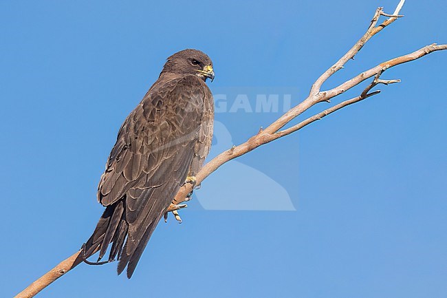 Adult (dark morph)
San Diego Co., CA
April 2023 stock-image by Agami/Brian E Small,