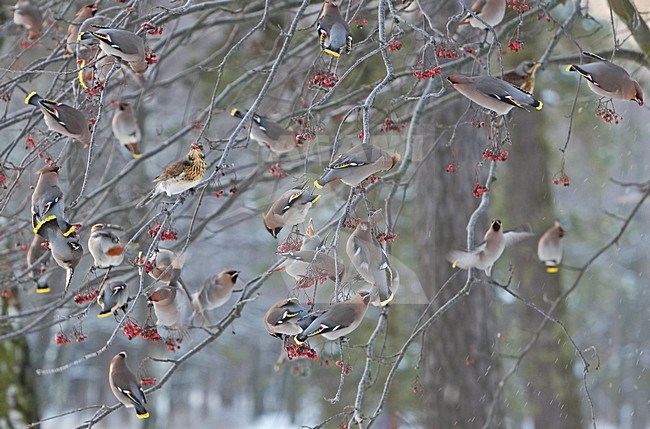 Bohemian Waxwing flock eating berries in winter; Pestvogel groep bessen etend in de winter stock-image by Agami/Markus Varesvuo,