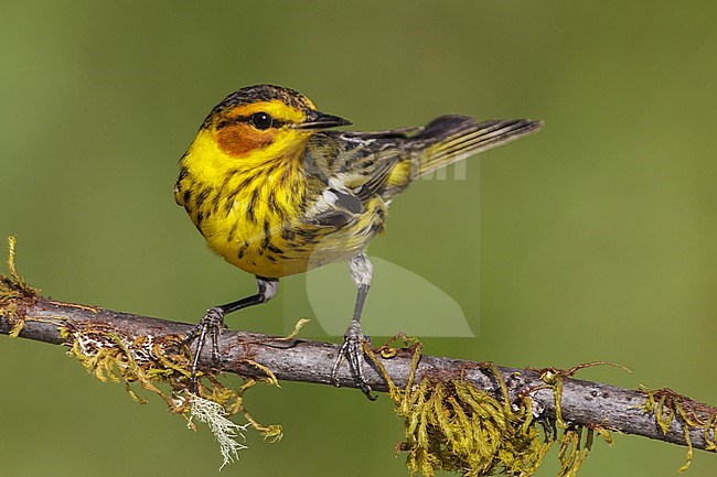 Volwassen mannetje Tijgerzanger, Adult male Cape May Warbler stock-image by Agami/Brian E Small,