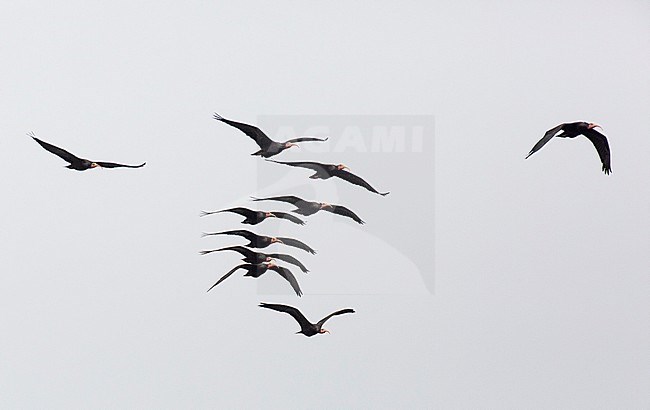 Flock of adult Northern Bald Ibises (Geronticus eremita) flying to breeding colony near Tamri in Morocco. stock-image by Agami/Edwin Winkel,