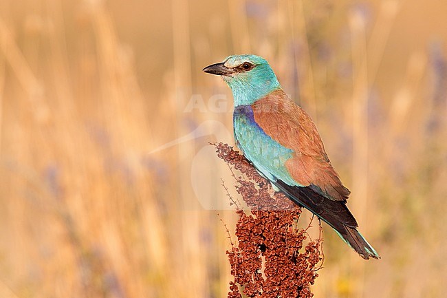 European Roller (Coracias garrulus), side view of an adult female perched on a Rumex crispus, Campania, Italy stock-image by Agami/Saverio Gatto,