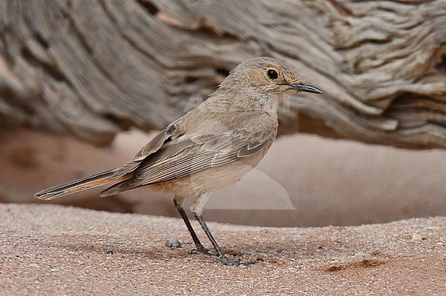 Familiar Chat, Oenanthe familiaris, in Namibia. stock-image by Agami/Laurens Steijn,
