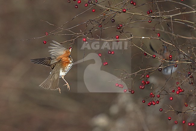 Redwing (Turdus iliacus iliacus) cathing a berry on the wing at Rudersdal, Denmark stock-image by Agami/Helge Sorensen,