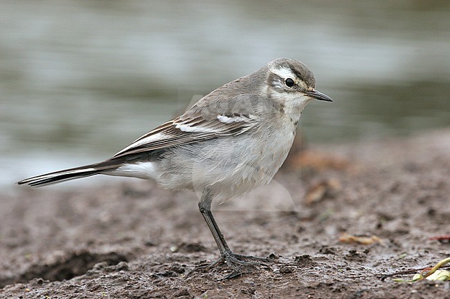 First-winter Citrine wagtail (Motacilla citreola) on Ouessant Island in Brittany, France. stock-image by Agami/Aurélien Audevard,