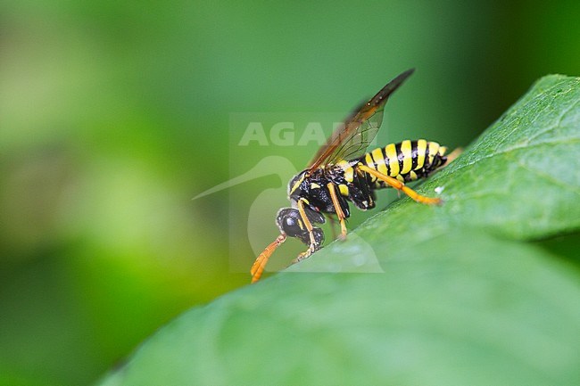 Helmkruidbladwesp, Figwort sawfly stock-image by Agami/Wil Leurs,