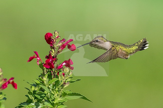 Adult female
Galveston Co., TX
April 2023 stock-image by Agami/Brian E Small,