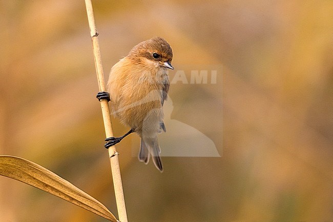 Chinese Buidelmees; Chinese Penduline-Tit stock-image by Agami/Daniele Occhiato,