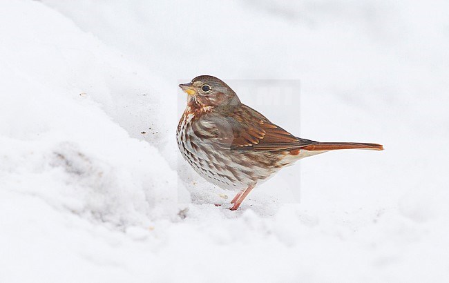 Verdwaalde Roodstaartgors in Estland, Vagrant Fox Sparrow in Estonia stock-image by Agami/David Monticelli,