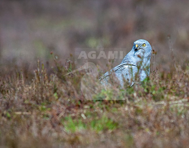 Male Montagu's Harrier (Circus pygargus) standing on the ground on the Holterberg, Sallandse heuvelrug, Netherlands. stock-image by Agami/Marc Guyt,