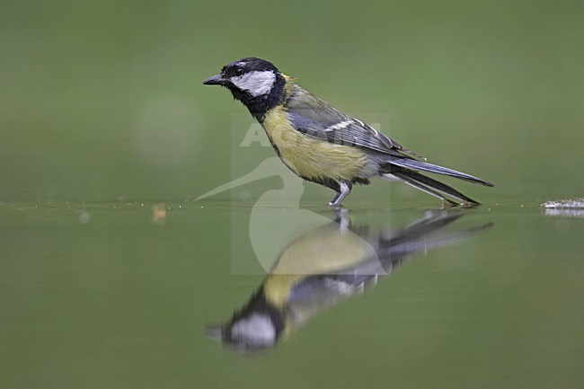 Great Tit standing near the water; Koolmees staand nabij water stock-image by Agami/Jari Peltomäki,