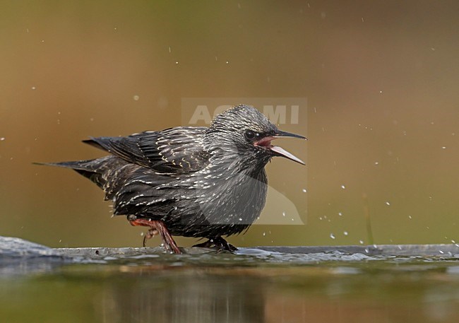 Zwarte Spreeuw; Spotless Starling stock-image by Agami/Markus Varesvuo,