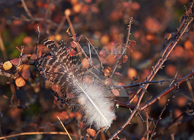 Moerassneeuwhoen veer, Willow Ptarmigan feather stock-image by Agami/Markus Varesvuo,