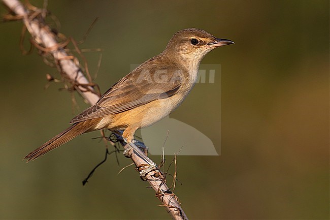 Great Reed Warbler, Acrocephalus arundinaceus, in Italy. stock-image by Agami/Daniele Occhiato,