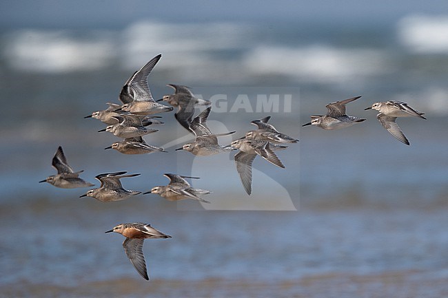 Flock of juvenile Red Knot (Calidris canutus) in flight over water during migration at Blåvandshuk, Denmark stock-image by Agami/Helge Sorensen,