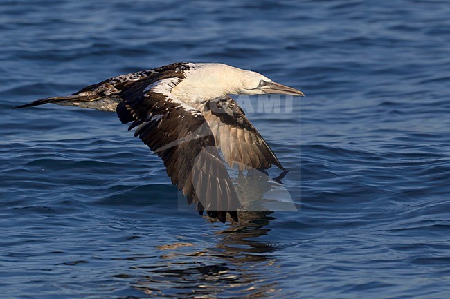 Onvolwassen Jan-van-gent in de vlucht; Immature Northern Gannet in flight stock-image by Agami/Daniele Occhiato,