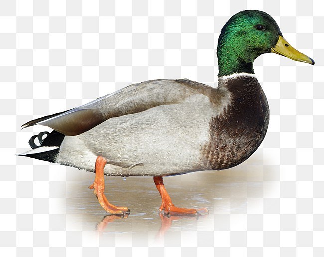 Mallard (Anas platyrhynchos) standing on a frozen pond in Victoria, BC, Canada. stock-image by Agami/Glenn Bartley,