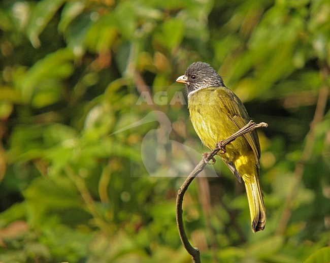 Gekraagde Vinkbuulbuul, Collared Finchbill stock-image by Agami/Pete Morris,