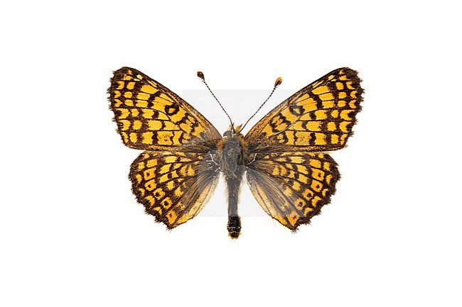 Glanville Fritillary, Veldparelmoervlinder, Melitaea cinxia stock-image by Agami/Wil Leurs,