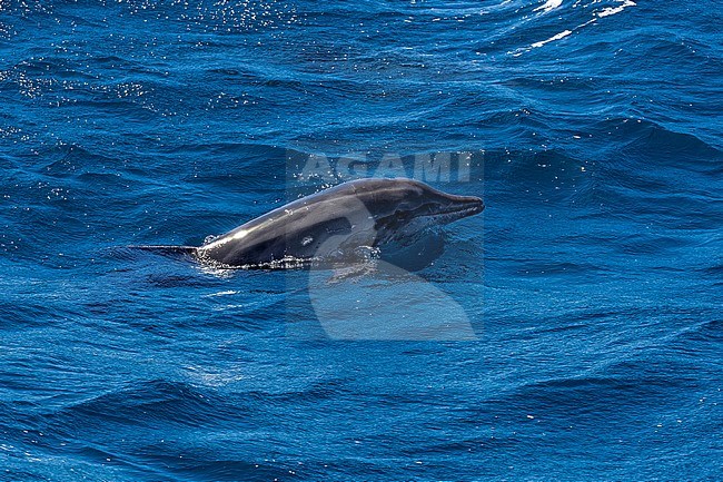 Rough-toothed Dolphin (Steno bredanensis) swimming 3km off Ponta da Dobradeira, Sao Nicolau, Cape Verde. stock-image by Agami/Vincent Legrand,