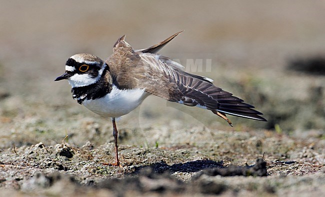 Poetsende Kleine Plevier; Preening Little Ringed Plover stock-image by Agami/Markus Varesvuo,