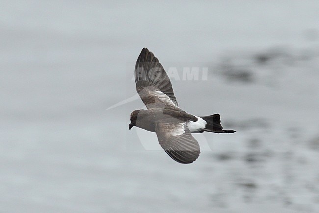  stock-image by Agami/Laurens Steijn,