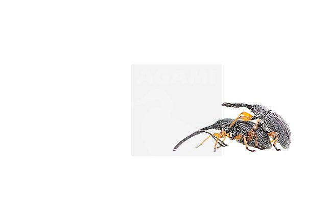 Hollyhock weevil, Stokroossnuitkever, Rhopalapion longirostre stock-image by Agami/Wil Leurs,