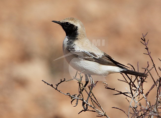 Mannetje Woestijntapuit zittend in struikje; Male Desert Wheatear perched in top of scrub stock-image by Agami/Markus Varesvuo,