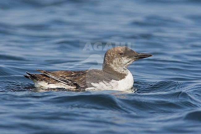 Common Murre (Uria aalge) swimming on the ocean near Victoria, BC, Canada. stock-image by Agami/Glenn Bartley,