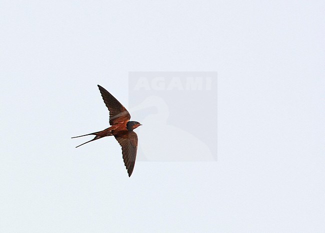 Adult Egyptian Barn Swallow (Hirundo rustica savignii) flying above ancient Luxor. stock-image by Agami/Edwin Winkel,