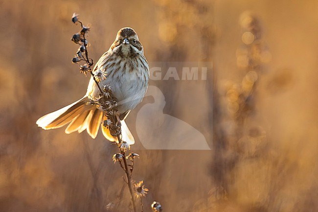 Common Reed Bunting (Emberiza schoeniclus) in Italy. stock-image by Agami/Daniele Occhiato,