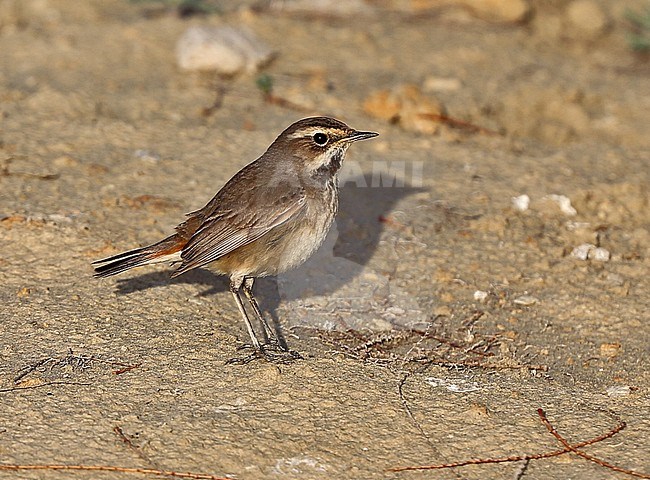Female Red-spotted Bluethroat (Luscinia svecica svecica) during migration stock-image by Agami/Andy & Gill Swash ,