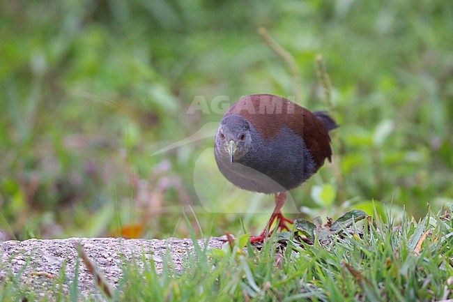 Black-tailed Crake (Zapornia bicolor) walking on ground at Doi Inthanon, Thailand stock-image by Agami/Helge Sorensen,