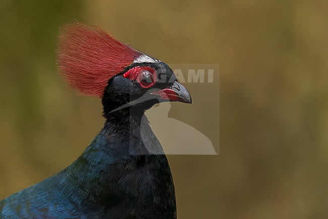 Crested Partridge (Rollulus rouloul) On the forest floor in Borneo stock-image by Agami/Dubi Shapiro,