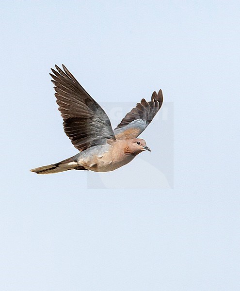 Laughing Dove (Streptopelia senegalensis) in Israel. stock-image by Agami/Marc Guyt,