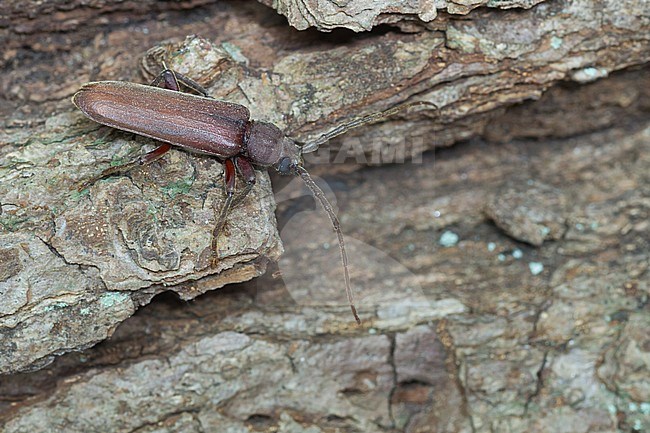 Arhopalus rusticus - Dunkelbrauner Halsgrubenbock, Germany, imago stock-image by Agami/Ralph Martin,