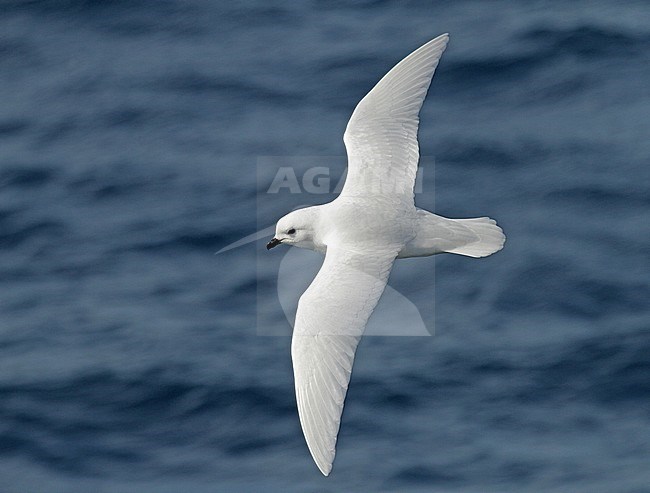 Snow Petrel (Pagodroma nivea) in flight over the southern atlantic ocean off Antarctica. stock-image by Agami/Pete Morris,