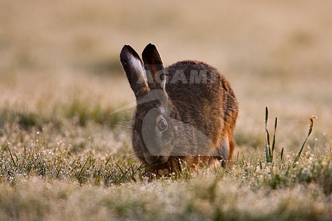 Europese Haas, European Hare stock-image by Agami/Menno van Duijn,
