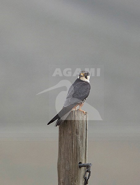 Volwassen Boomvalk zittend op een paal; Adult Eurasian Hobby (Falco subbuteo) perched on a pole stock-image by Agami/Tomi Muukkonen,