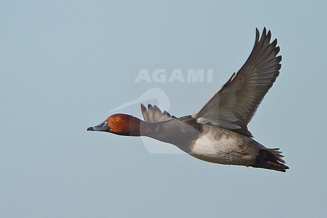 Redhead (Aythya americana) flying in Manitoba, Canada. stock-image by Agami/Glenn Bartley,