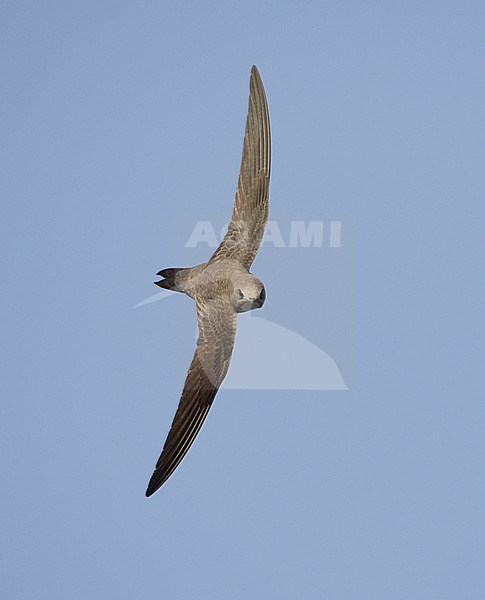 Alpengierzwaluw in vlucht, Alpine Swift in flight stock-image by Agami/Mike Danzenbaker,