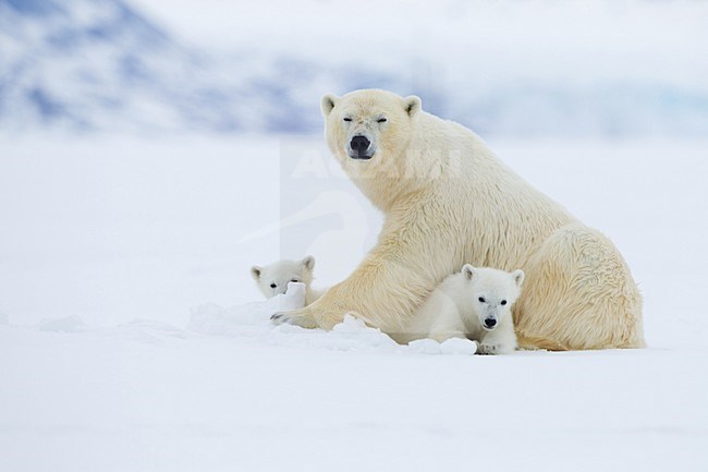 IJsbeer vrouw met jongen; Polar Bear mother with cubs stock-image by Agami/Pieter-Jan D'Hondt ,