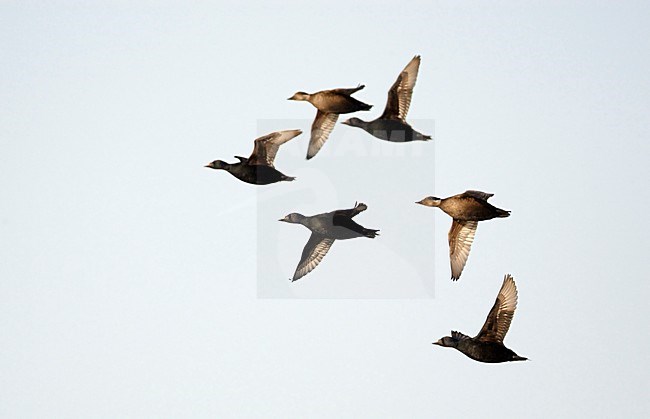 Groep Zwarte ZeeÃ«end vliegend boven zee; Flock of Common Scoters flying above the sea stock-image by Agami/Markus Varesvuo,