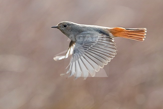 Wintering Black Redstart (Phoenicurus ochruros gibraltariensis) in Italy. Female in flight, photographed with backlight. stock-image by Agami/Daniele Occhiato,